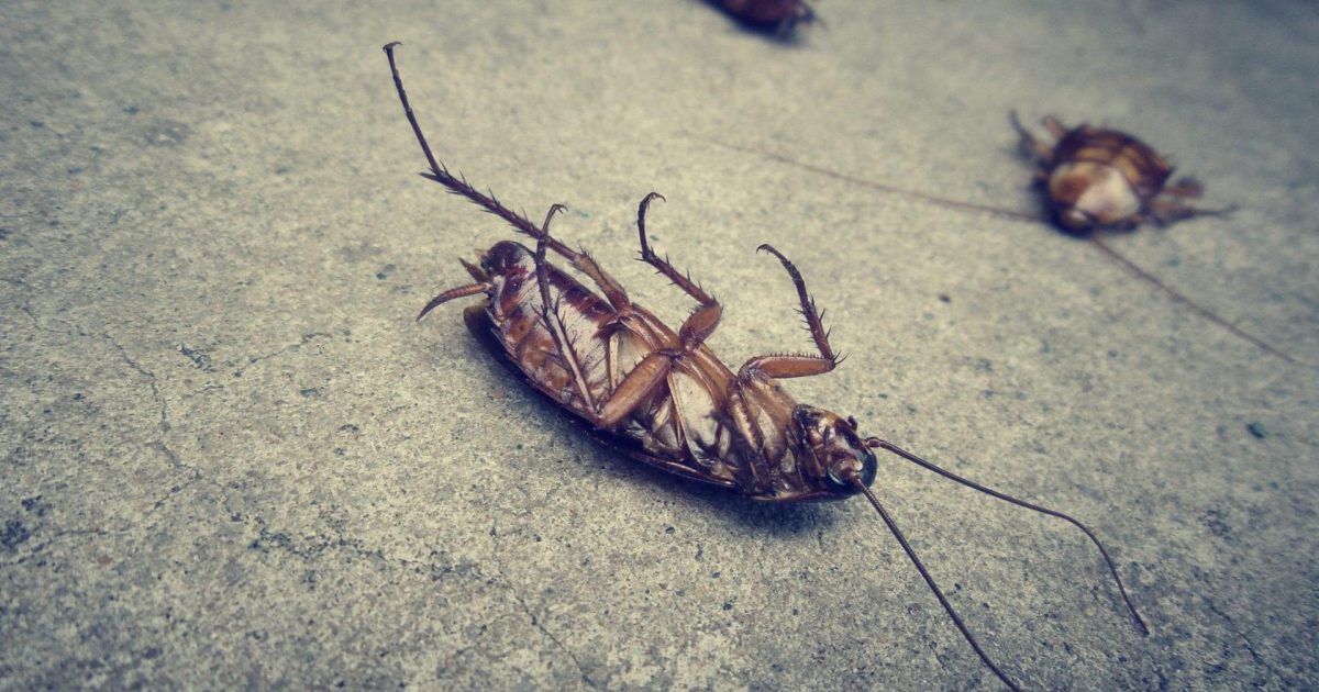 Cockroach Pest Control Waikato | Get Rid of Cockroaches